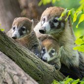 Nasenbären-Babys in Schönbrunn