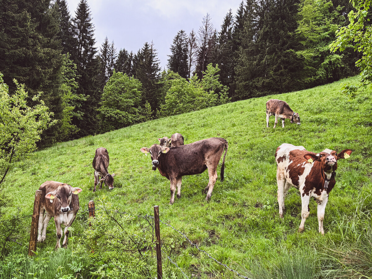 Diese Kühe am Bödele schien das Regenwetter am Montag nicht zu stören. ⇒VN/Rhomberg
