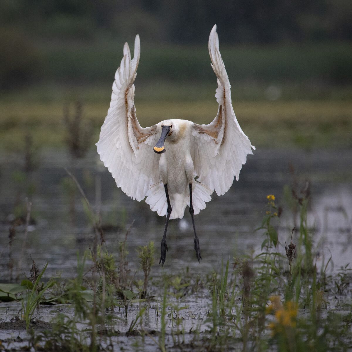 Eindrucksvolle Vogelbilder von Rainer Schallert – zu sehen ab heute, Samstag.