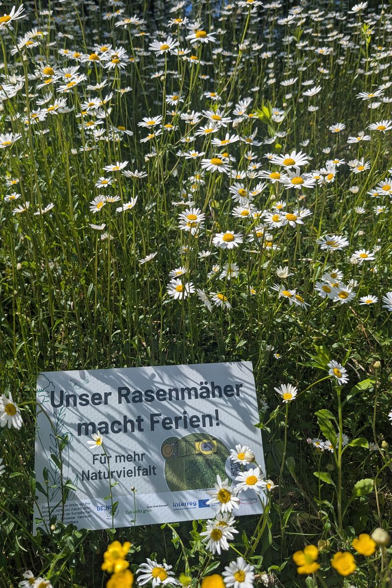 „Ferien für den Rasenmäher“ bringen Blumen zum Blühen.⇒Stadt