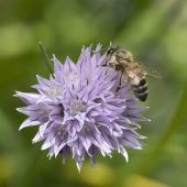 Weltbienentag