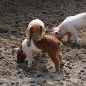 Die Ferkel sind los