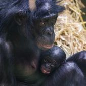 Nachwuchs bei Bonobos