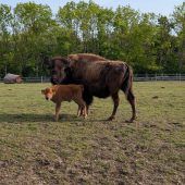 Erstes Kalb des Jahres