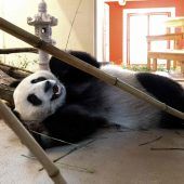 Willkommensfest für Große Pandas