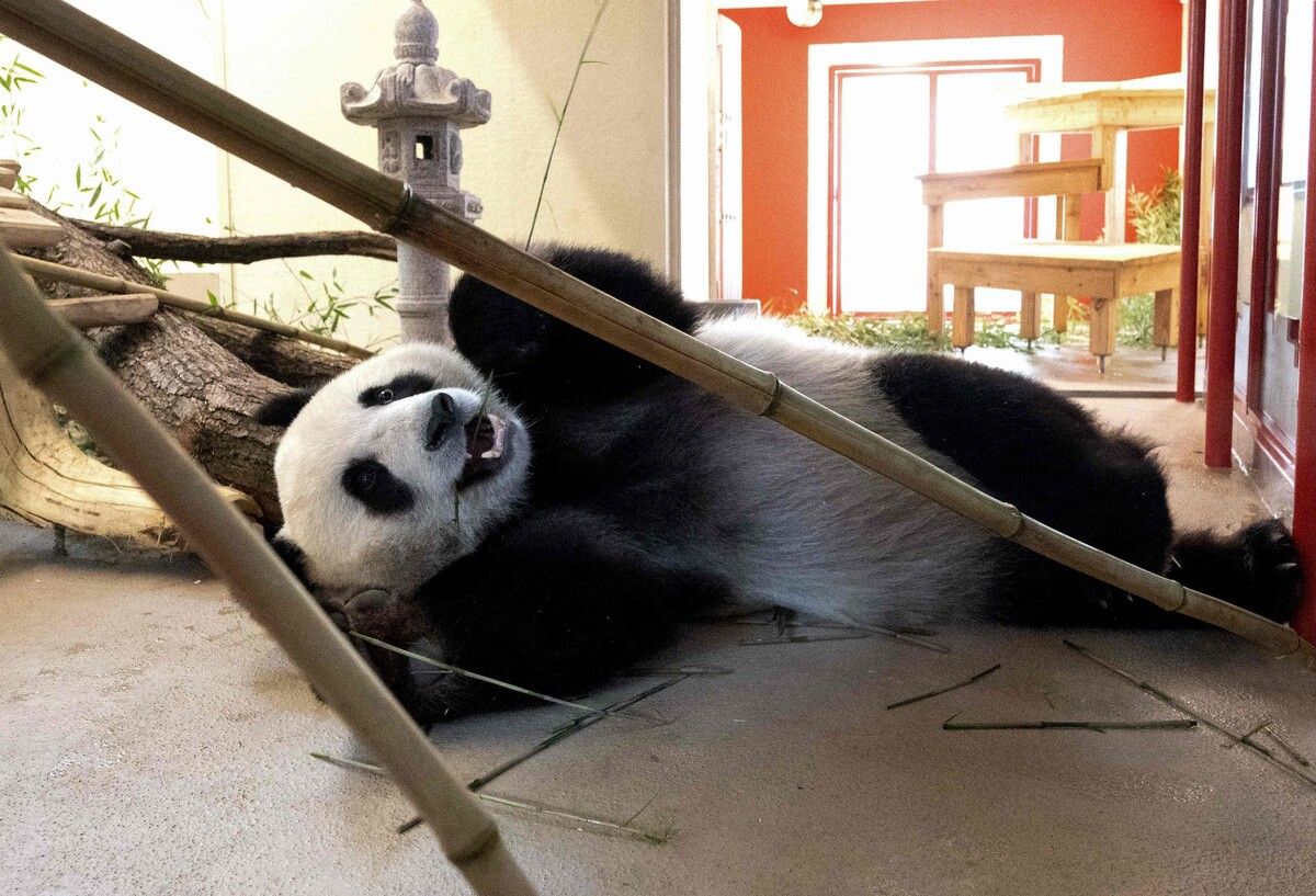 Für die Neuzugänge aus China wurde auch die Anlage neu gestaltet.⇒APA