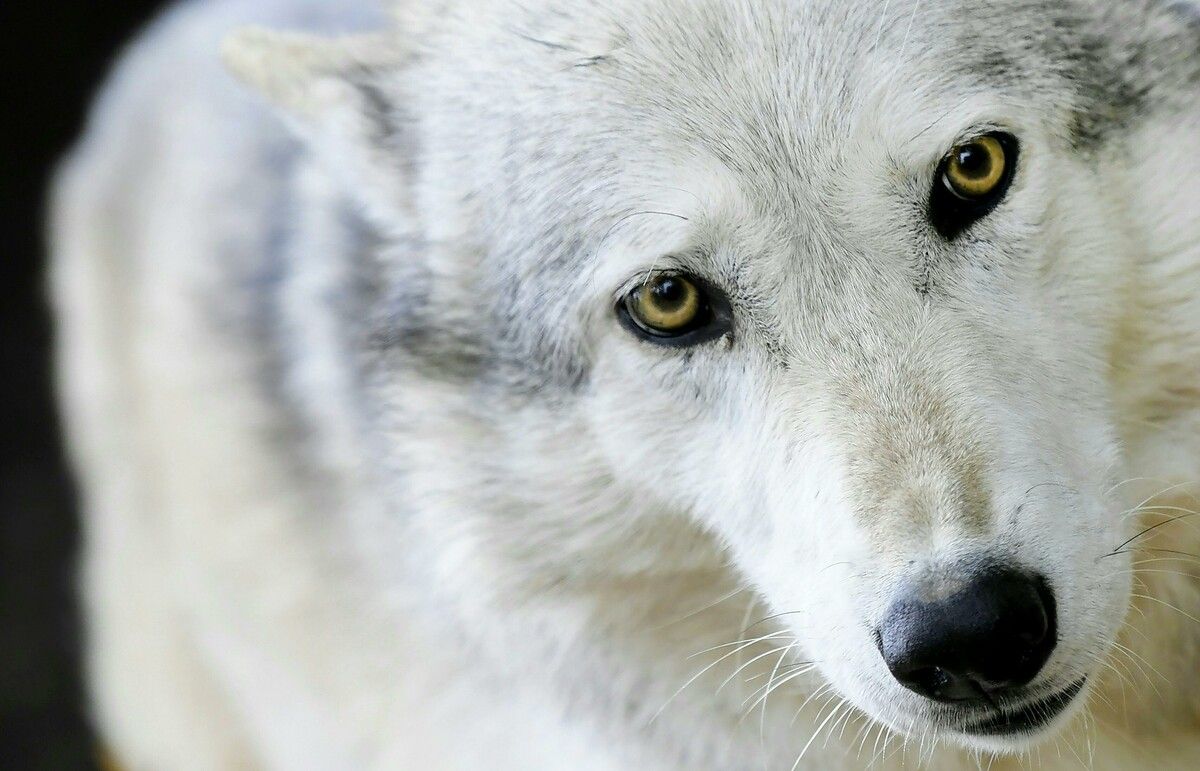 Lange galt der Wolf in vielen europäischen Ländern als ausgerottet, auch in Österreich. Das hat sich geändert. ⇒APA/Techt
