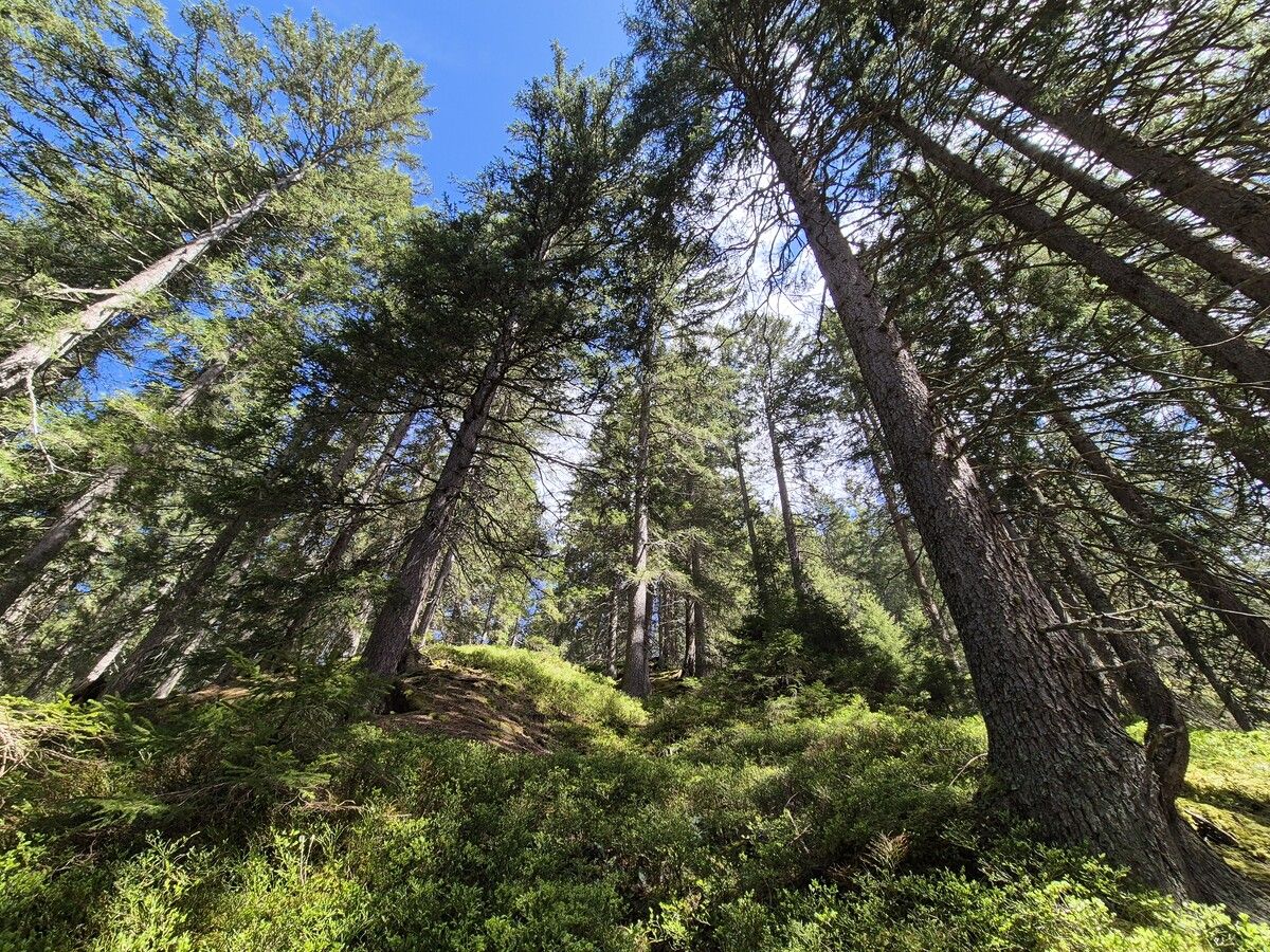 Tannen- und Fichtenwälder sind bei der Bienenwanderung besonders beliebt. ⇒VN/Jun