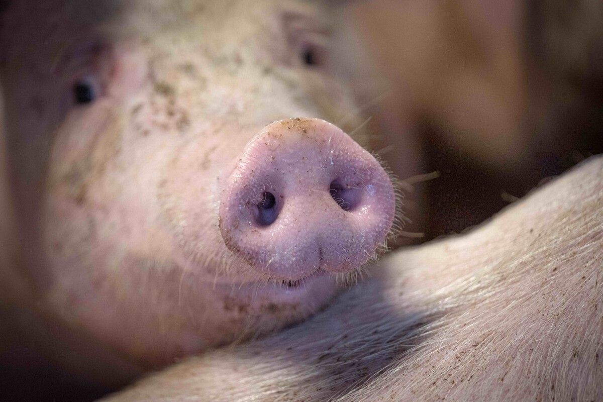 Viele Schweine leben auf Vollspaltenböden. Die Koalition einigte sich auf einen Entwurf, der regelt, bis wann das nicht mehr der Fall sein soll. ⇒APA/Dpa