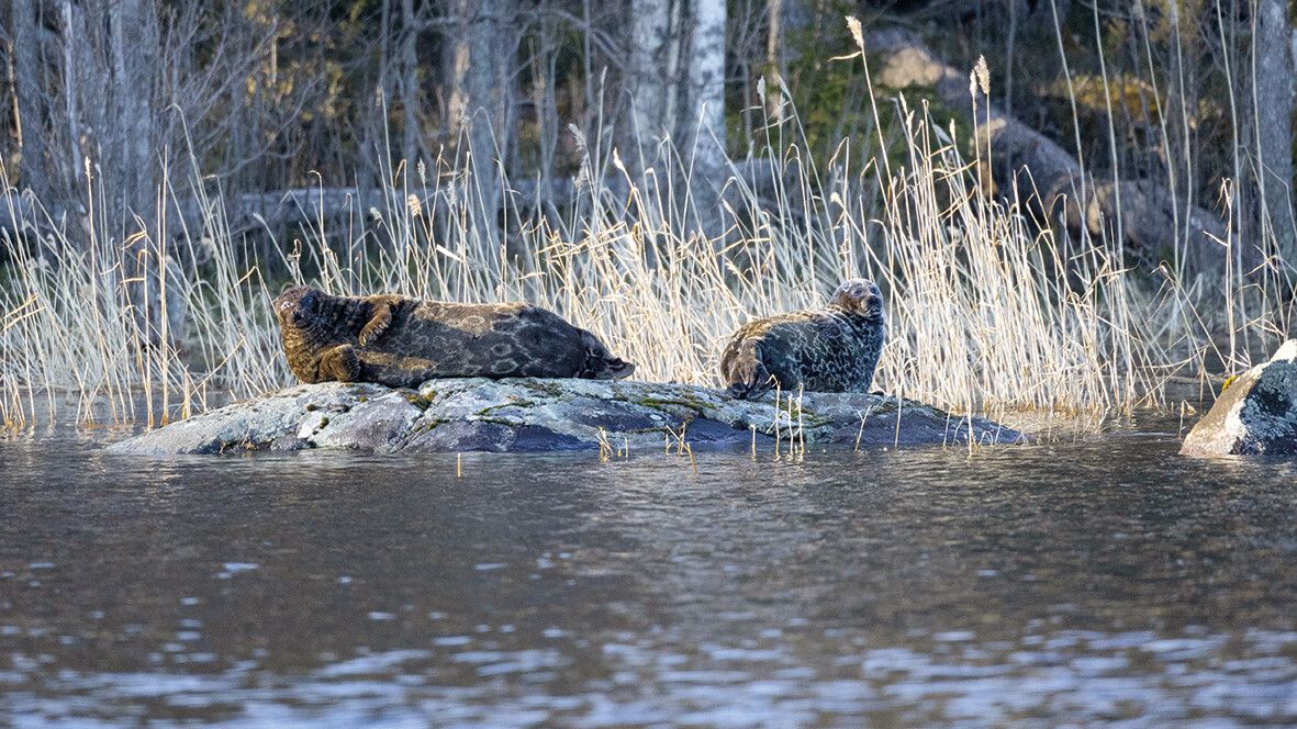 Zwei Saimaa-Ringelrobben ruhen auf einem Felsen im Nationalpark.⇒Shutterstock