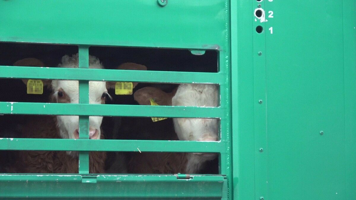 Auf dieser Aufnahme der Organisationen blicken zwei Kälber aus dem Transportfahrzeug. ⇒The Marker/SOKO Tierschutz