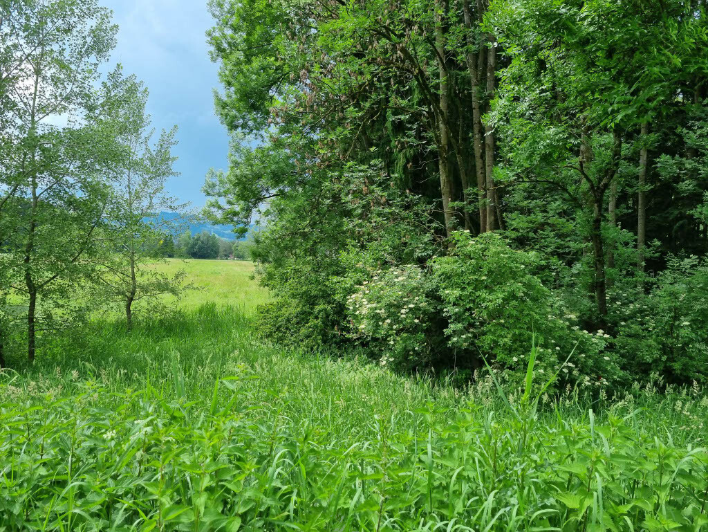 Bei der Biotopanlage wuchs vor der Aktion ein grünes Springkrautmeer.