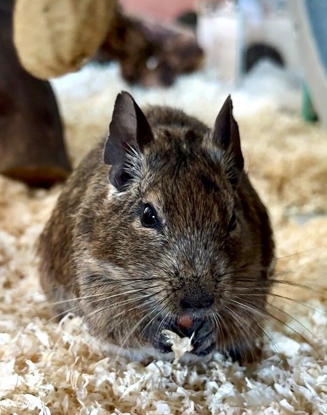 Degus brauchen viel Platz.