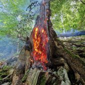 Blitzschlag löst Waldbrand