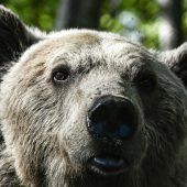 Bär attackiert Wanderer in Griechenland