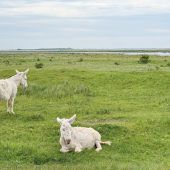 Kleine Herde seltener Tiere