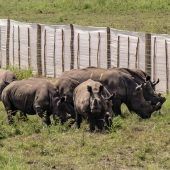 70 Breitmaulnashörner nach Ruanda umgesiedelt