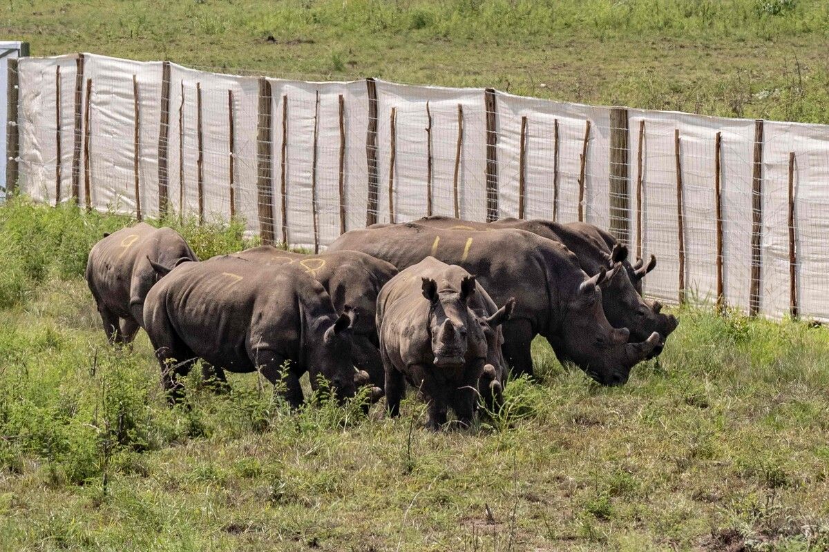 Die Tiere wurden zum Schutz vor Wilderern nach Ruanda gebracht.⇒AFP