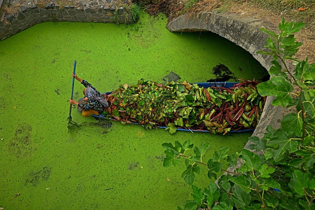 Eine Frau rudert in einem Boot mit Lotuswurzeln durch den Dal-See in Srinagar in Indien. AFP