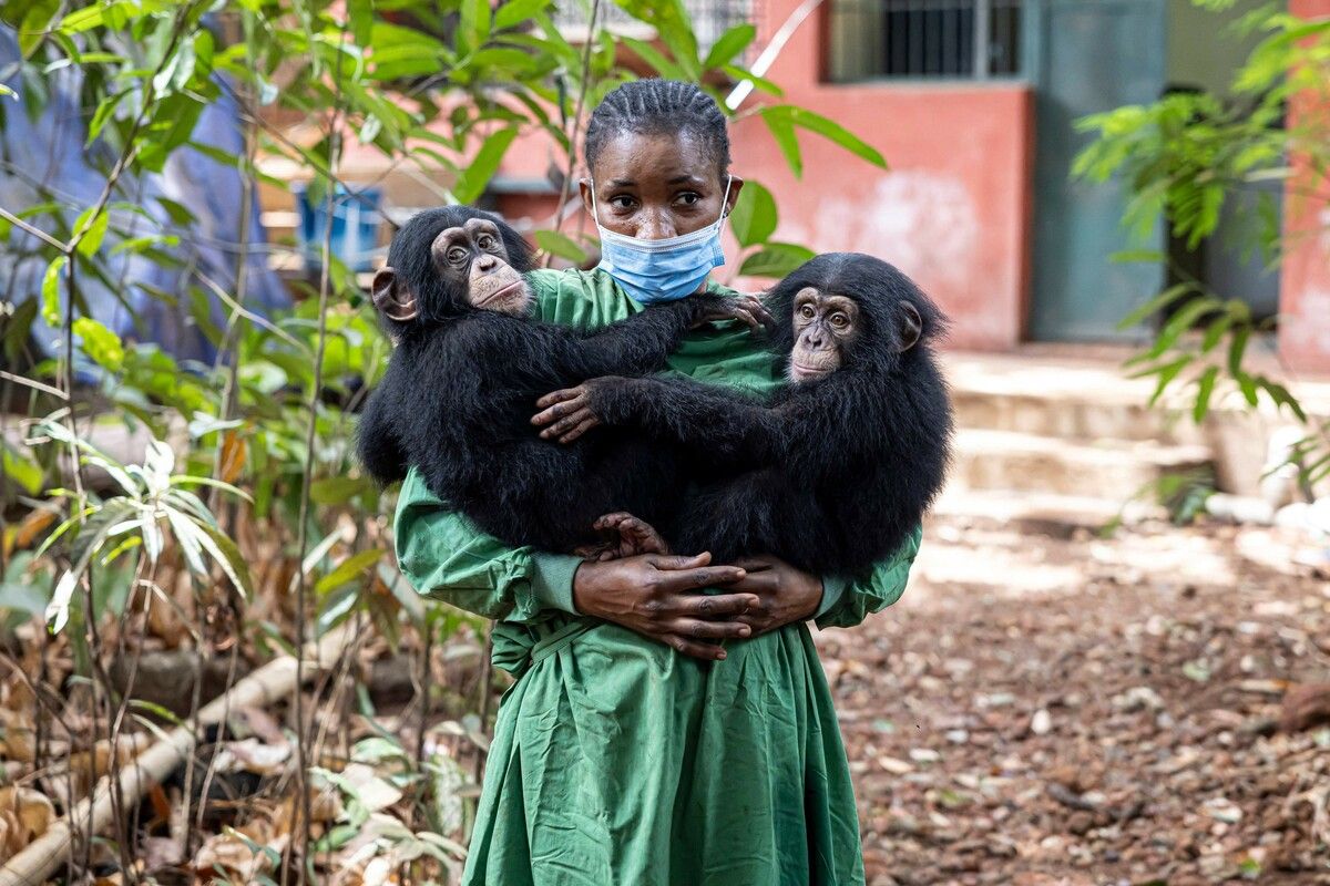 Eine Pflegerin der Tacugama-Auffangstation in Freetown hält zwei verwaiste Schimpansen im Arm – ihre Mutter wurde von Wilderern getötet.