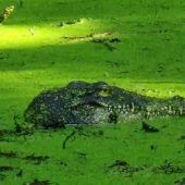 „Krokodil“ am See