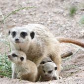 Quirliger Nachwuchs