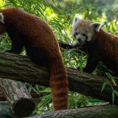 Ein quirliges Panda-Duo