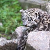 Prächtiger Mini-Kater