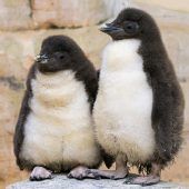 Flauschiger Nachwuchs