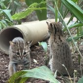 Kleinste Wildkatzen