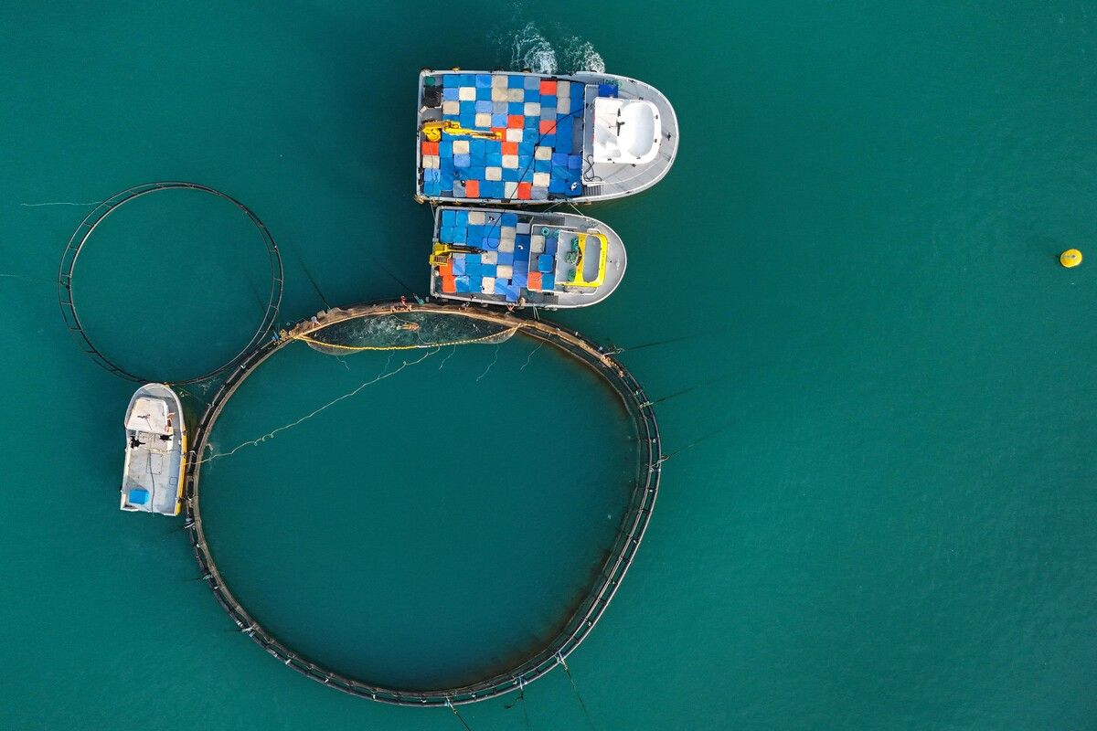 In den Zuchtkäfigen vor der Küste von Vakfıkebir im Schwarzen Meer wird türkischer Lachs gezüchtet. AFP (5)