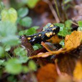Amphibien durch ­Hitze bedroht