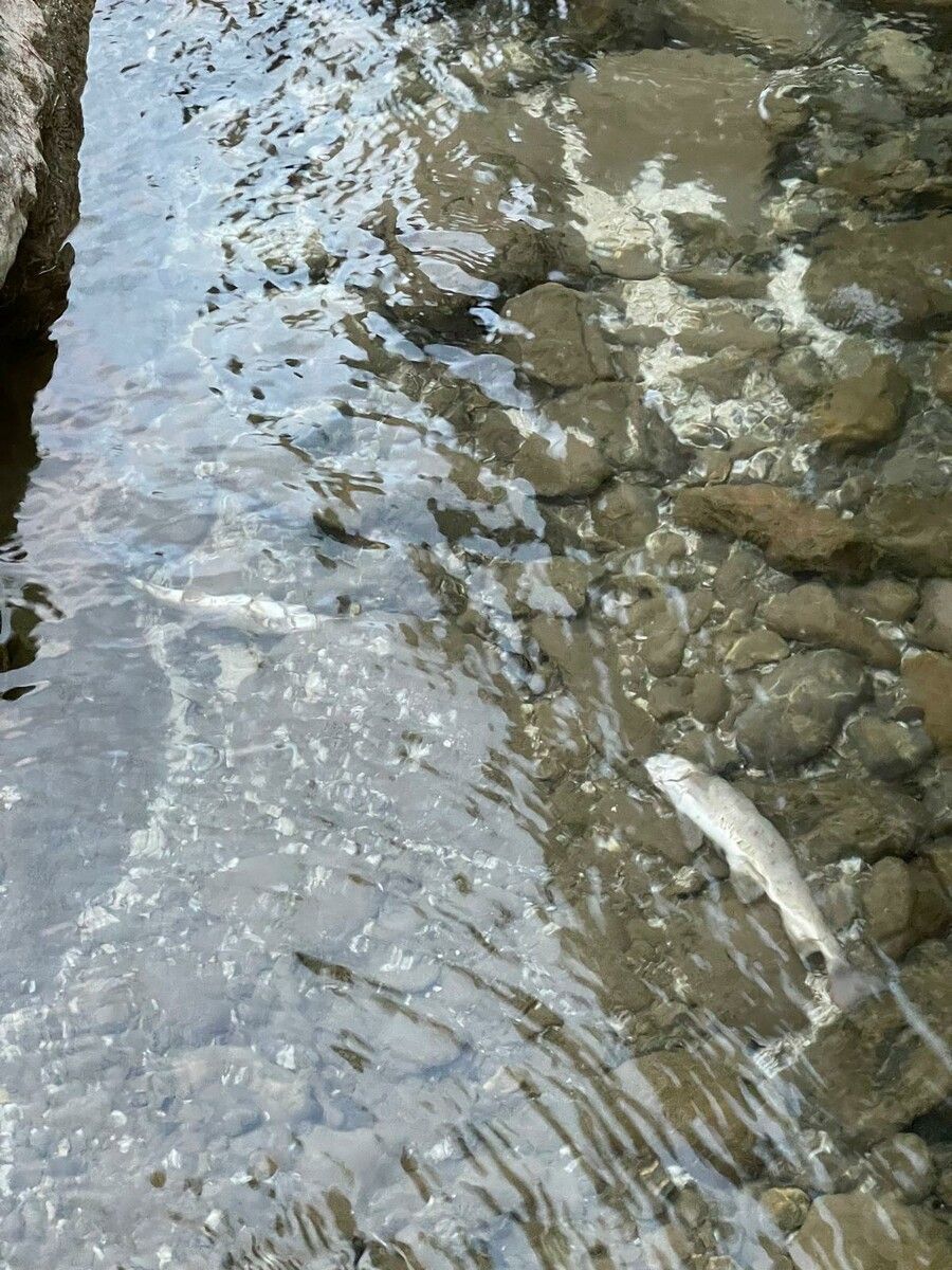 Mindestens ein Viertel des Fischbestandes im Schmittenbach dürfte verendet sein. ⇒Fischereiverein Bregenzerwald