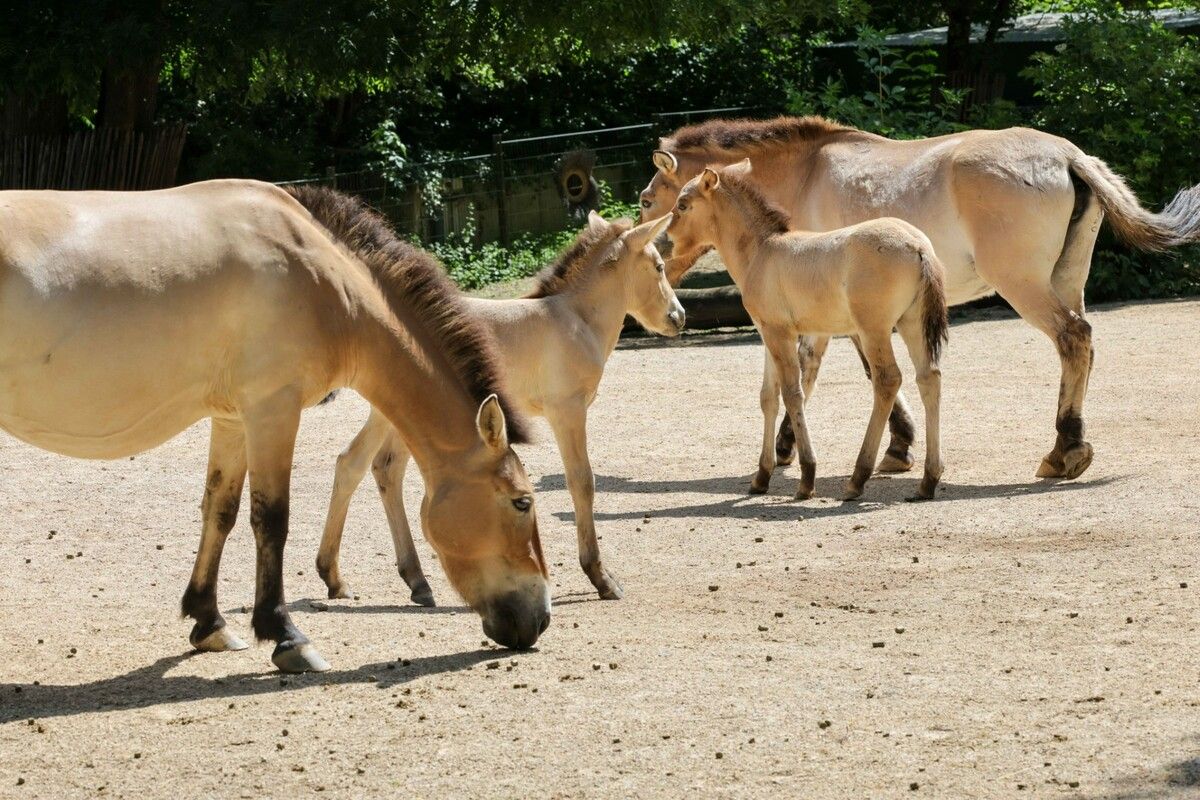 Mit „Vicky“ und „Vitus“ ist die Herde auf sechs Tiere angewachsen.⇒Kölner Zoo/Scheurer