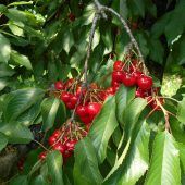 Rote Früchtchen frisch vom Baum locken wieder