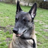 Sanfte Hundedame sucht ruhiges Zuhause