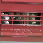 Land verweist auf Rückgang bei Kälbertransporten