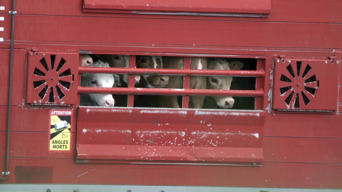 Tierschützer berichteten kürzlich über einen 22-stündigen Transport nach Spanien. ⇒The Marker/SOKO Tierschutz
