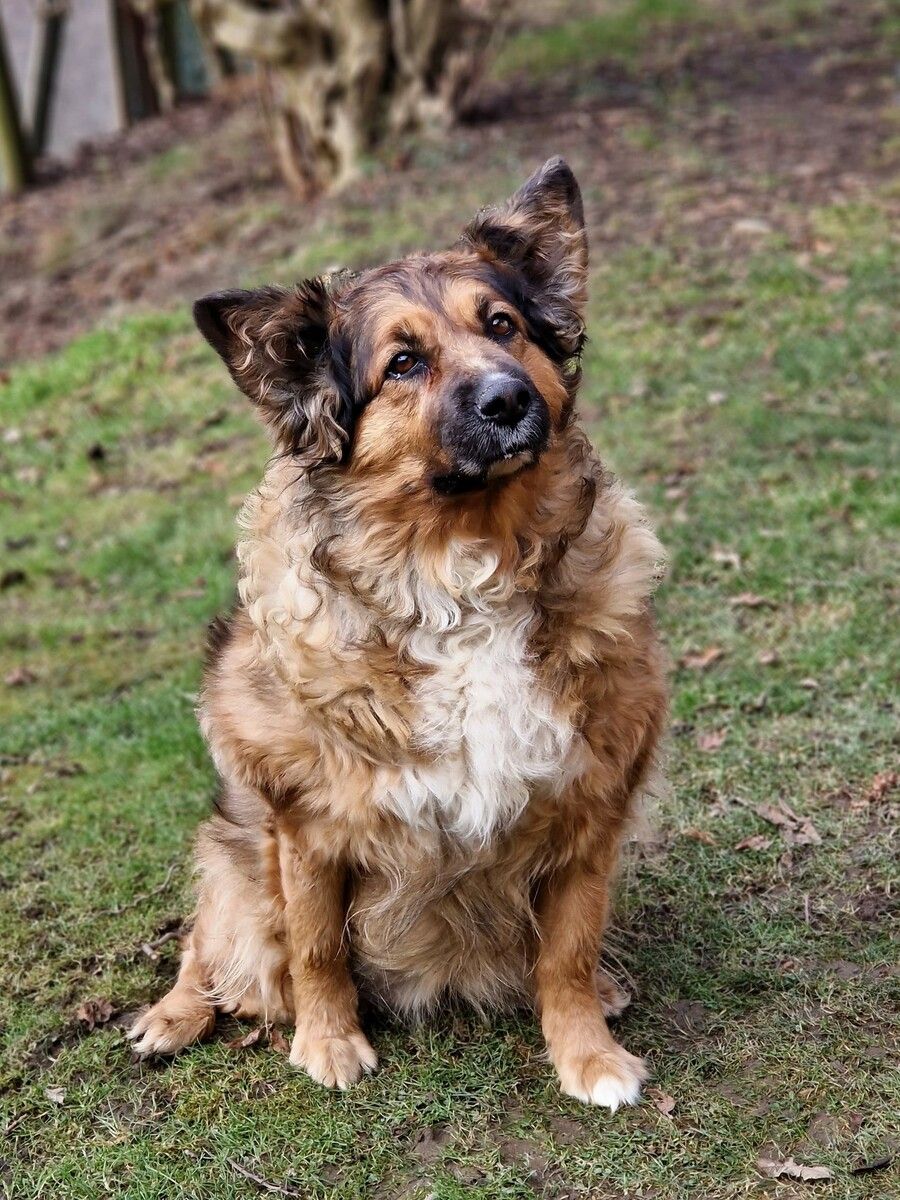 Aika mag Kinder sowie andere Hunde.