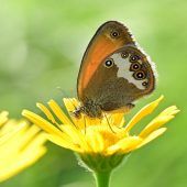 Seltene Schmetterlingsart im Land entdeckt