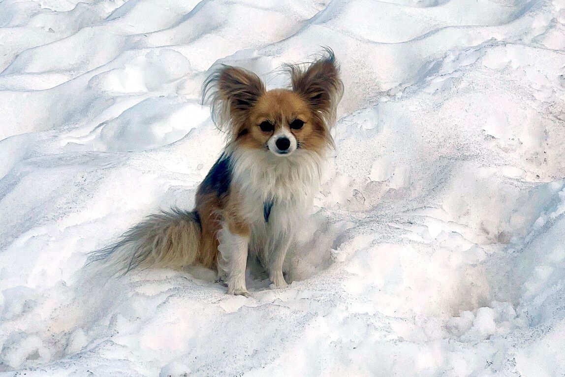 Der Hund habe die Retter auf das Einsturzloch hingewiesen. ⇒AFP