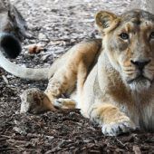 Süßer Nachwuchs im Zoo Schwerin