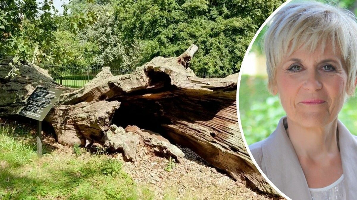 Die Eiche wird zum Symbol für den Schutz des zukünftigen Königs Karl II. von England während des englischen Bürgerkriegs. ⇒schossmann