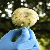 Giftpilz-Mörderin in Australien schuldig gesprochen