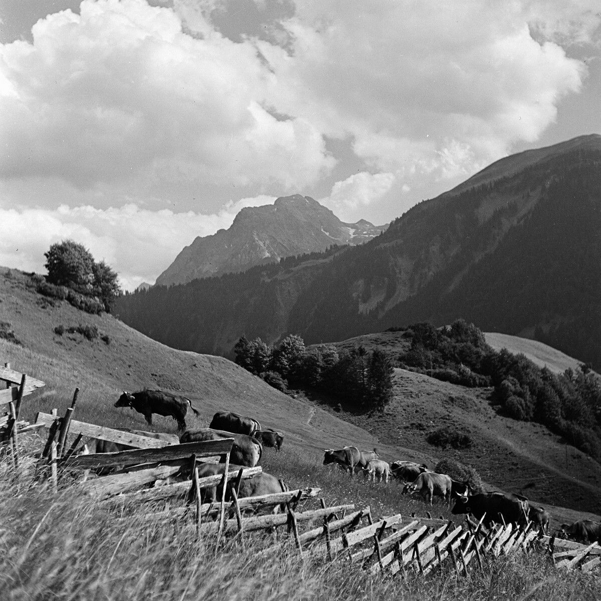 Die Zeitung erklärte dies mit den weniger strengen Regeln, die im Gegensatz zu den Gesetzen in Vorarlberg etwa die Verwendung von Silomilch (Milch von Kühen, die Silofutter erhalten) erlaubte, und plädierte für eine Lockerung der heimischen Produktionsbedingungen.