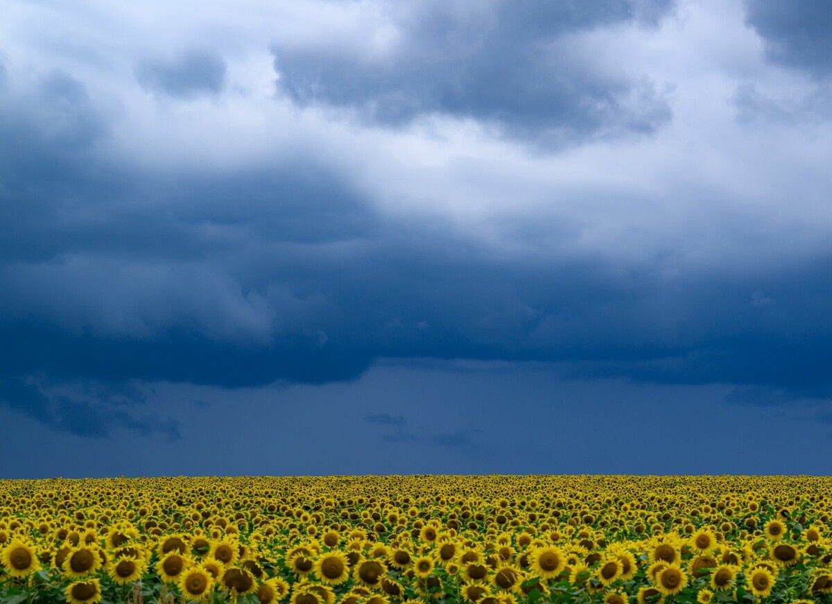 Dunkle Wolken ziehen über ein blühendes Sonnenblumenfeld in Brandenburg.
