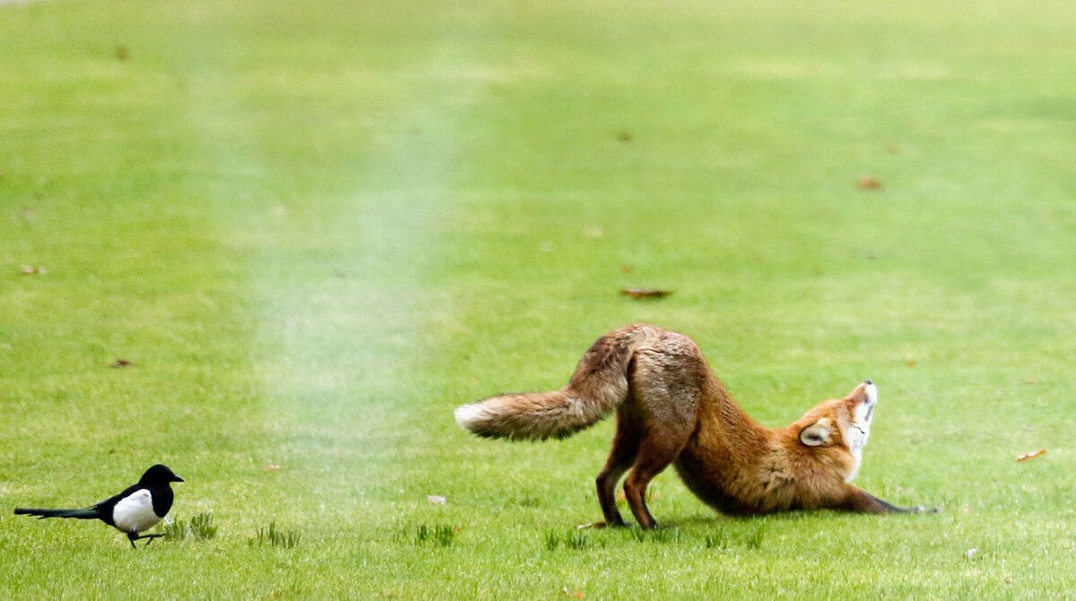 Ein Fuchs beim morgendlichen Stretching im Park. Doch Spaß beiseite: In manchem dieser Tiere ist buchstäblich der Wurm drin.⇒dpa