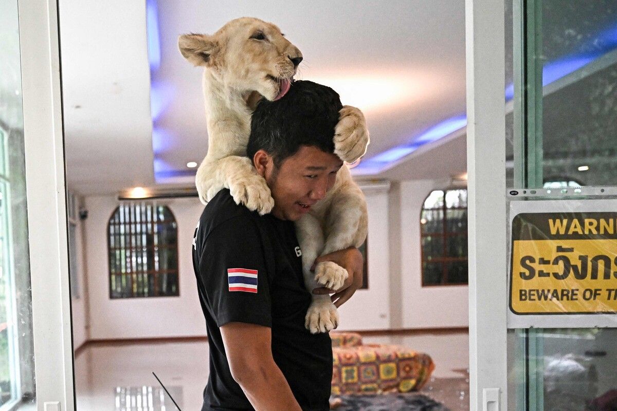 Ein Löwenpfleger spielt mit einem Löwenjungen in Chiang Mai. Die Zahl der in Gefangenschaft lebenden Löwen in Thailand ist stark angestiegen.
