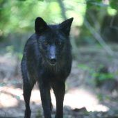 Totes Jungrind bei Marul dürfte Opfer eines Wolfs sein. »A8