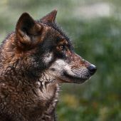 „Der Wolf könnte schon weitergezogen sein“